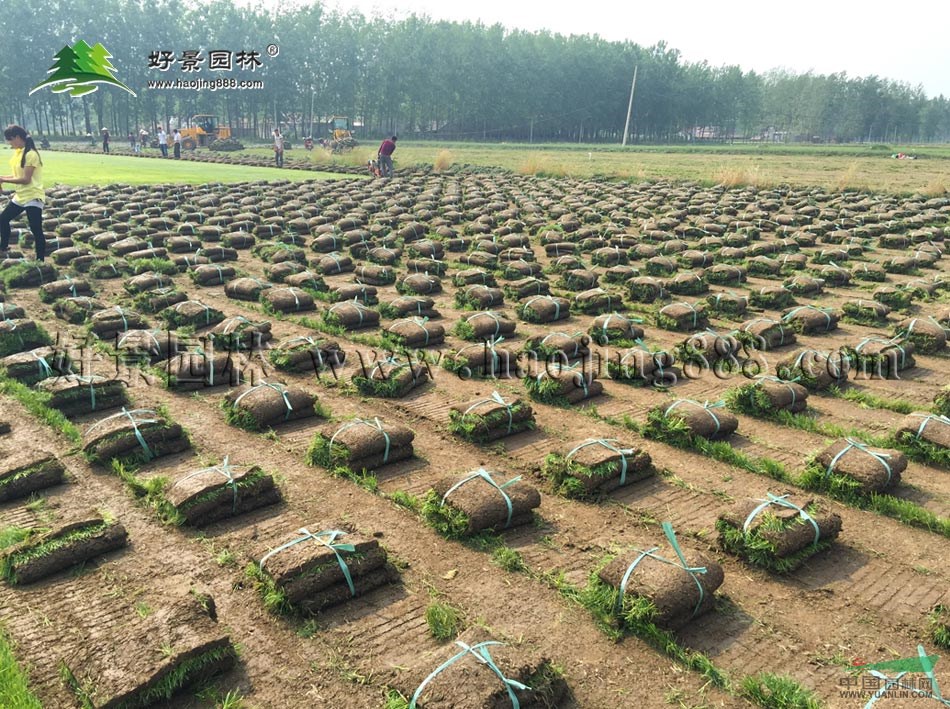 百幕大草坪價(jià)格_百幕大草坪產(chǎn)地_百幕大草坪草皮苗圃基地