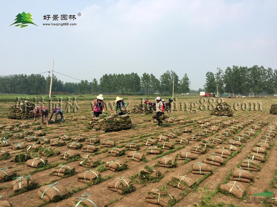 高羊茅草坪價(jià)格_高羊茅草坪產(chǎn)地_高羊茅草坪草皮苗圃基地