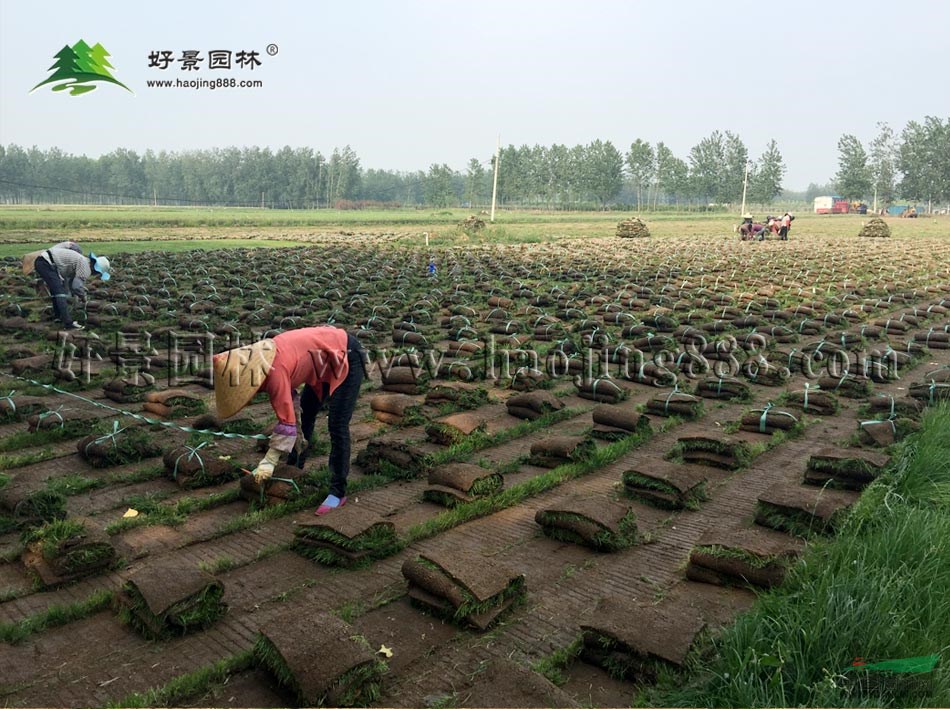 中華結(jié)縷草價(jià)格_中華結(jié)縷草產(chǎn)地_中華結(jié)縷草草皮苗圃基地