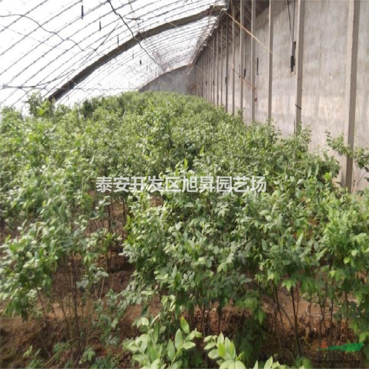 兔眼藍莓苗價格