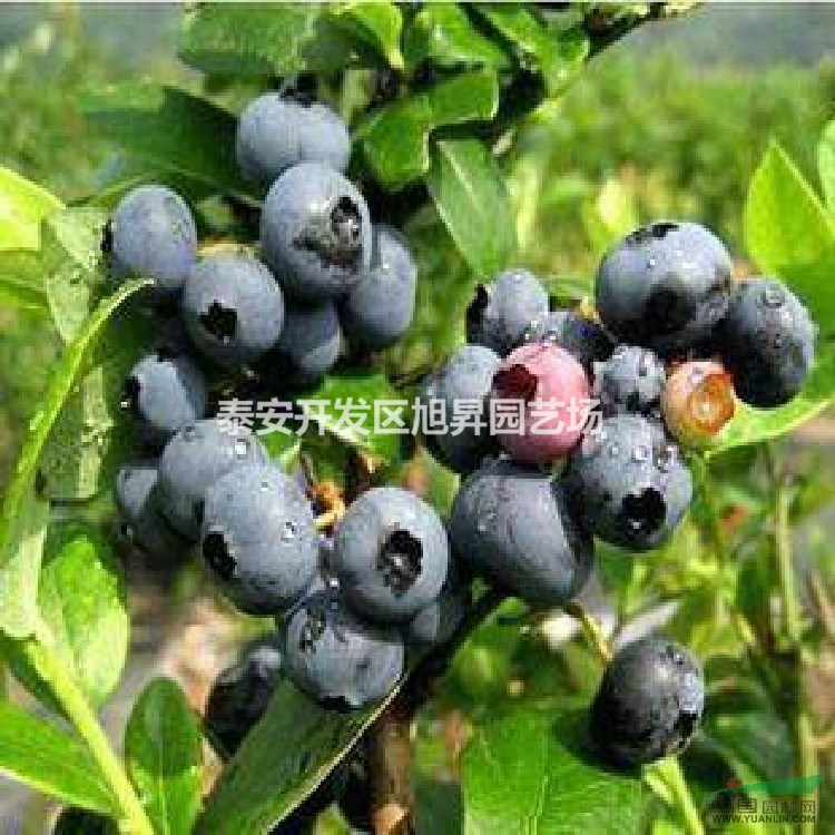 兔眼藍莓苗價格