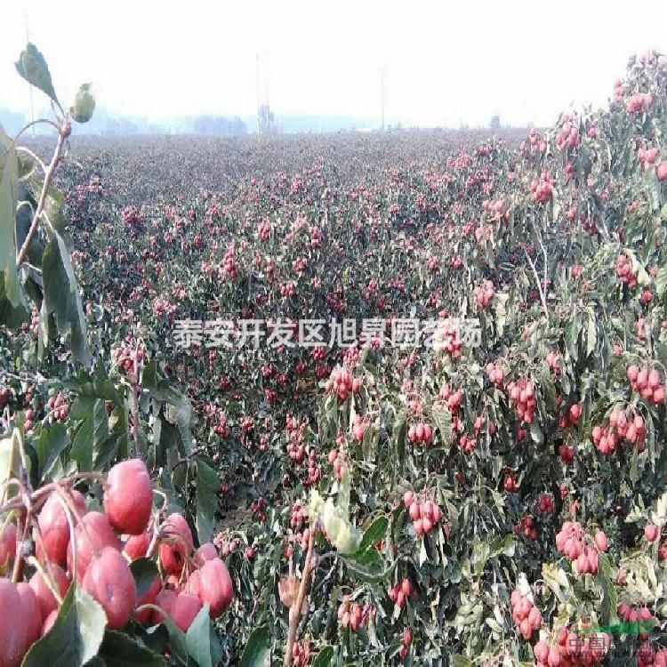 大金星 山楂苗基地