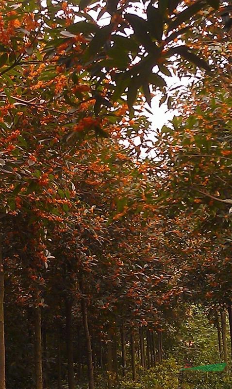 成都地區(qū)供應(yīng)兩米分枝早紅桂