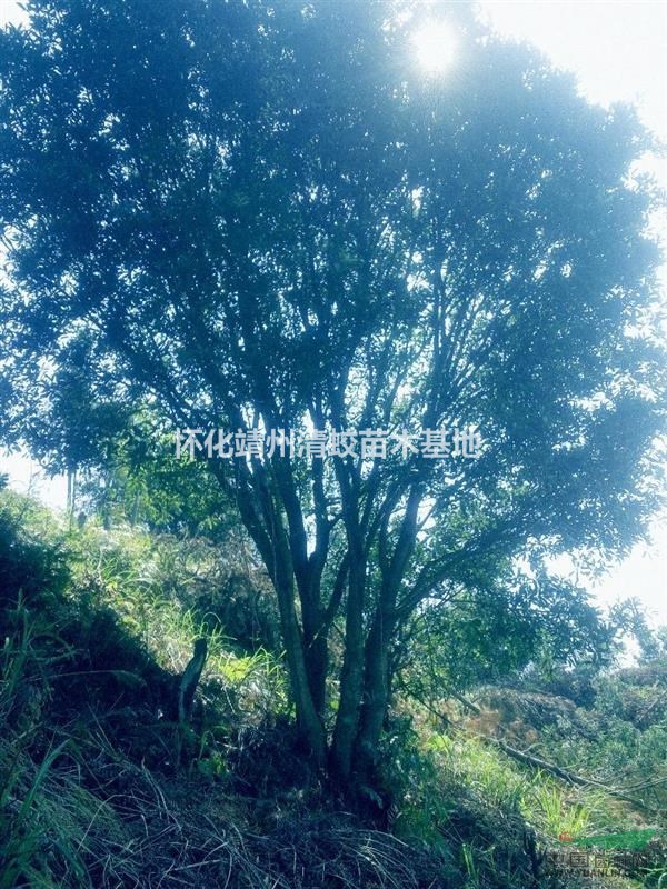 共應(yīng)20一40的楊梅綠化樹、斷根樹。