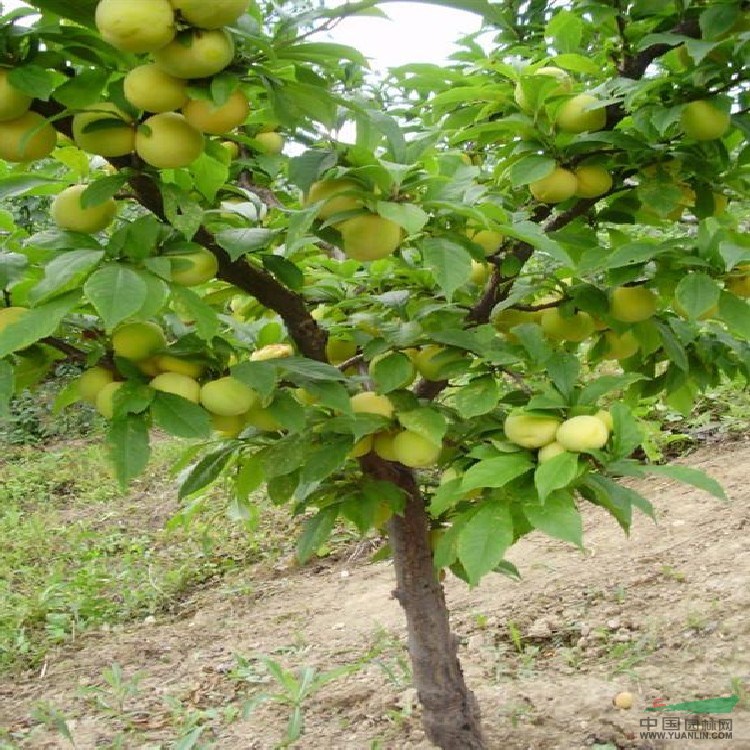 2公分紅荷苞杏樹苗基地