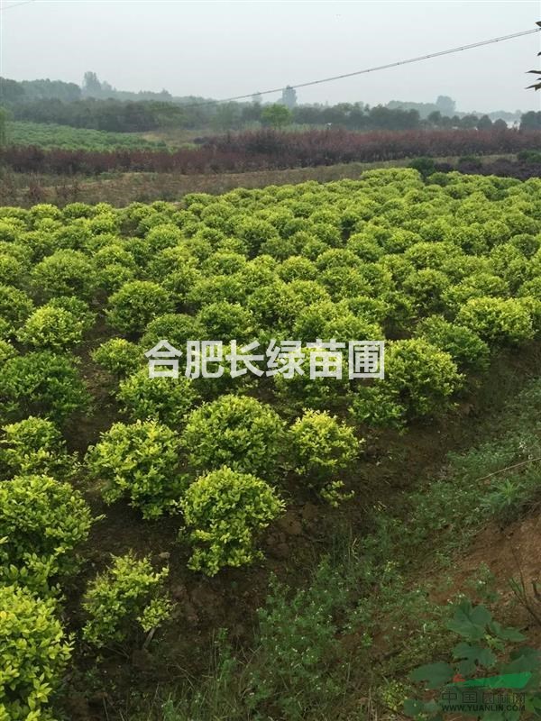 安徽肥西供應(yīng)紅花繼木球，金葉女貞球，火棘球，無刺枸骨球