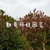 大量供應(yīng)15-20公分櫻花  四川櫻花  