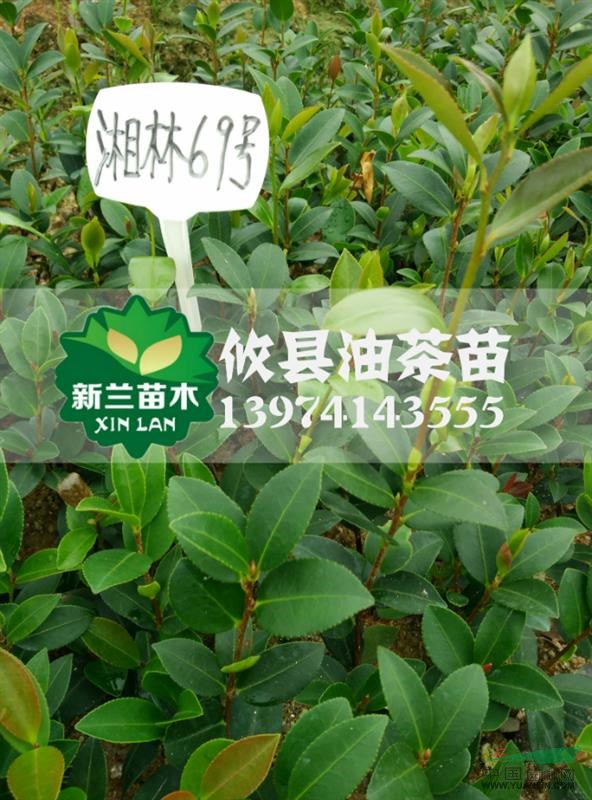 湘林69號油茶苗 嫁接油茶苗