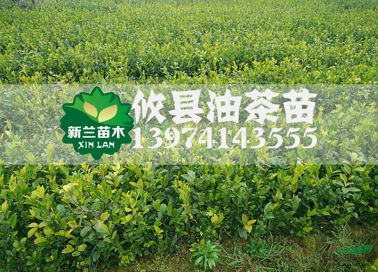 湘林69號油茶苗 嫁接油茶苗