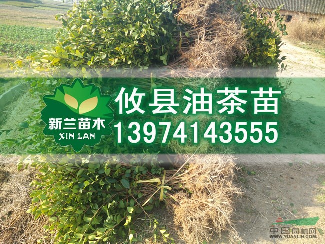 湘林1號油茶苗 中國油茶之鄉(xiāng)攸縣油茶苗批發(fā)