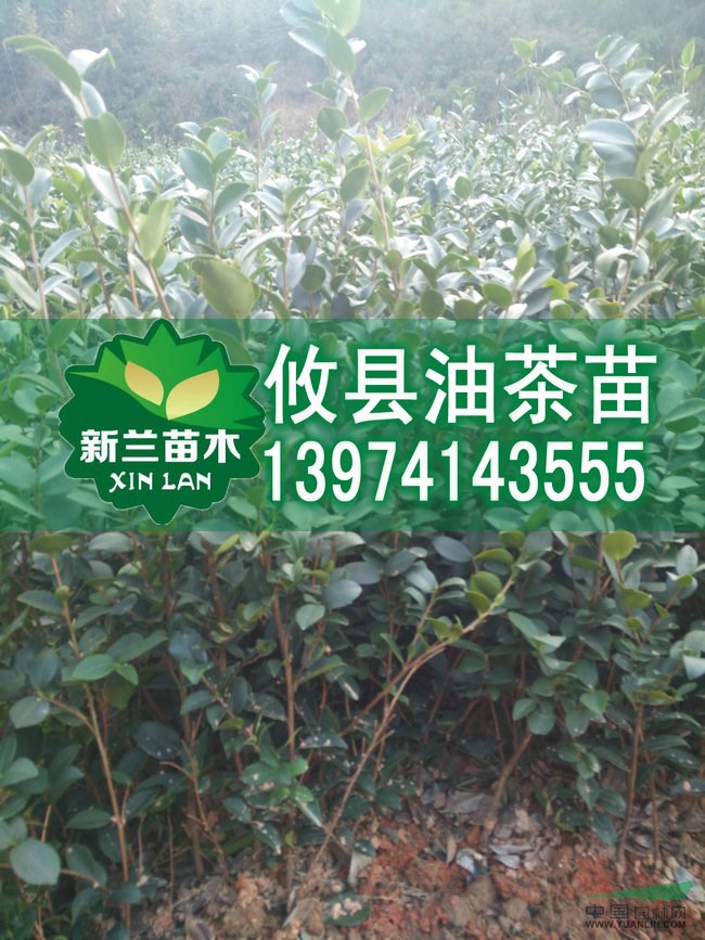 湘林1號油茶苗 中國油茶之鄉(xiāng)攸縣油茶苗批發(fā)