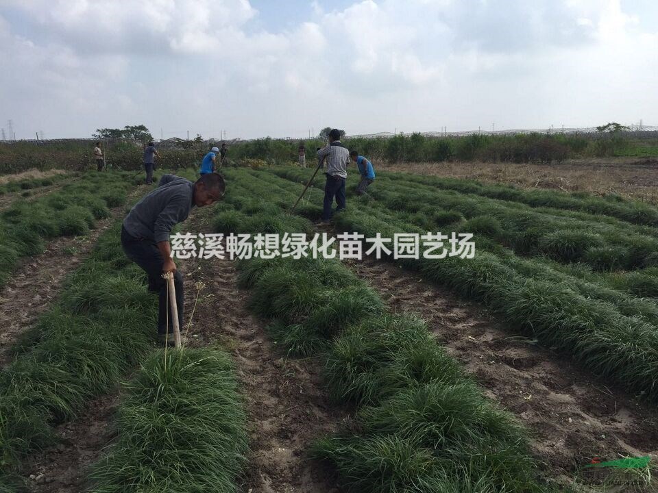 大型麥冬草基地 寧波麥冬草專營