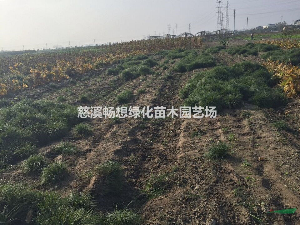 大型麥冬草基地 寧波麥冬草專營