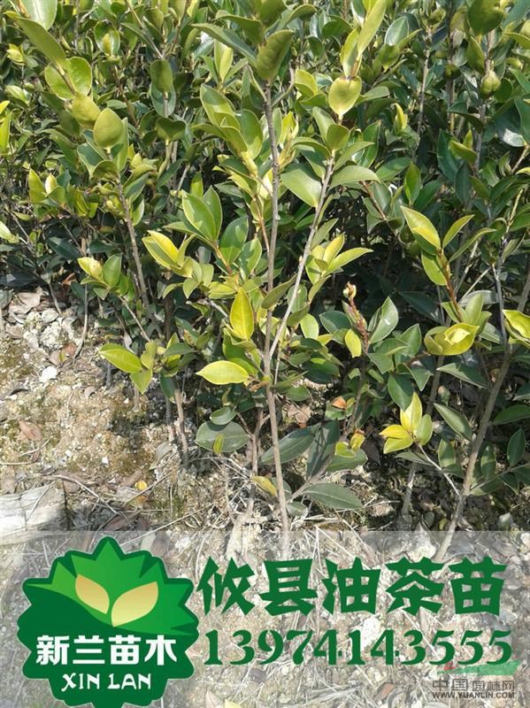 長林4號油茶苗 湖南高產(chǎn)油茶苗批發(fā)