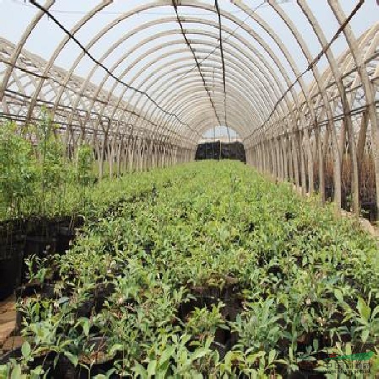 矮從藍莓苗基地價格