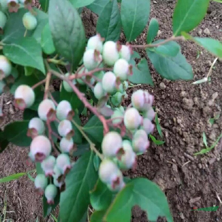 矮從藍莓苗基地價格