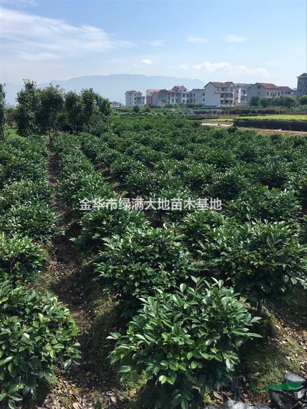 茶梅大杯