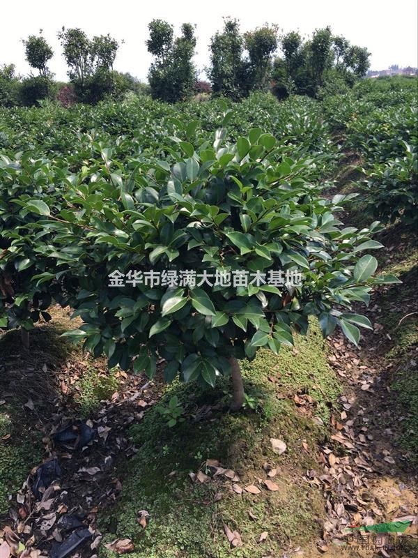 茶梅大杯