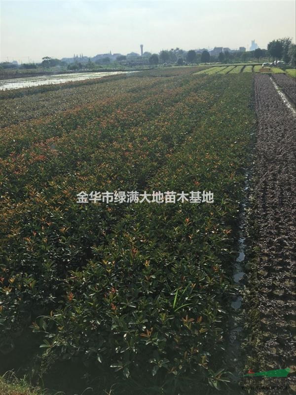 紅葉石楠大杯H40