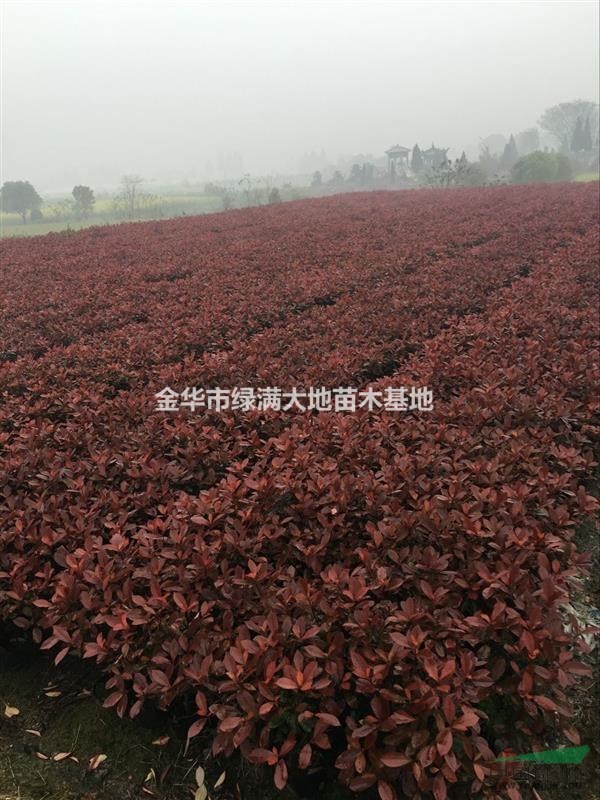 紅葉石楠大杯H40
