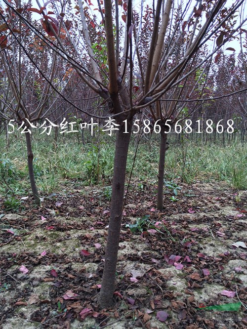 胸徑量5公分紅葉李博遠(yuǎn)苗木不限量銷(xiāo)售價(jià)格