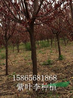 胸徑量5公分紅葉李博遠(yuǎn)苗木不限量銷(xiāo)售價(jià)格