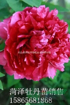 山東菏澤復(fù)色牡丹 芍藥出售價格