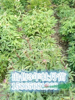 山東菏澤復(fù)色牡丹 芍藥出售價格