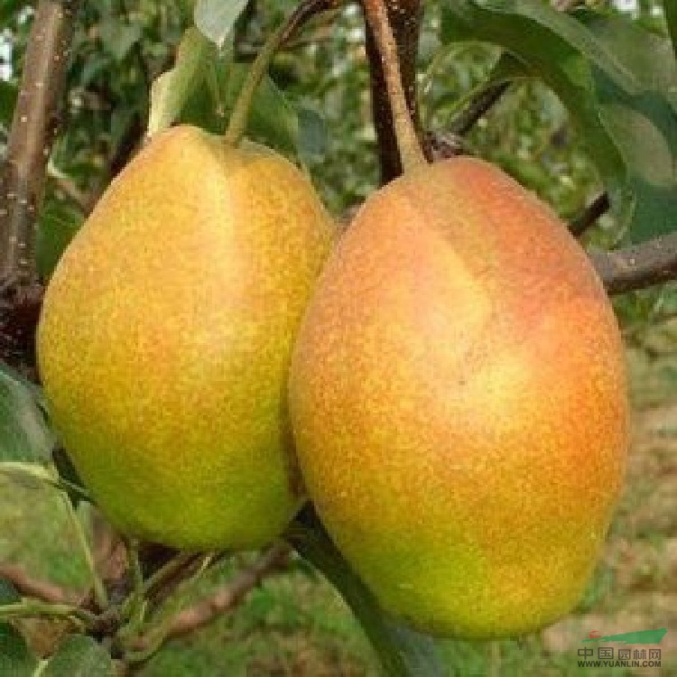 秋月梨樹(shù)苗產(chǎn)地價(jià)格