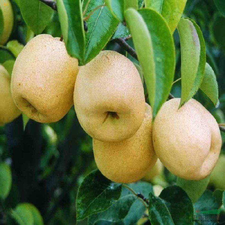 秋月梨樹(shù)苗產(chǎn)地價(jià)格