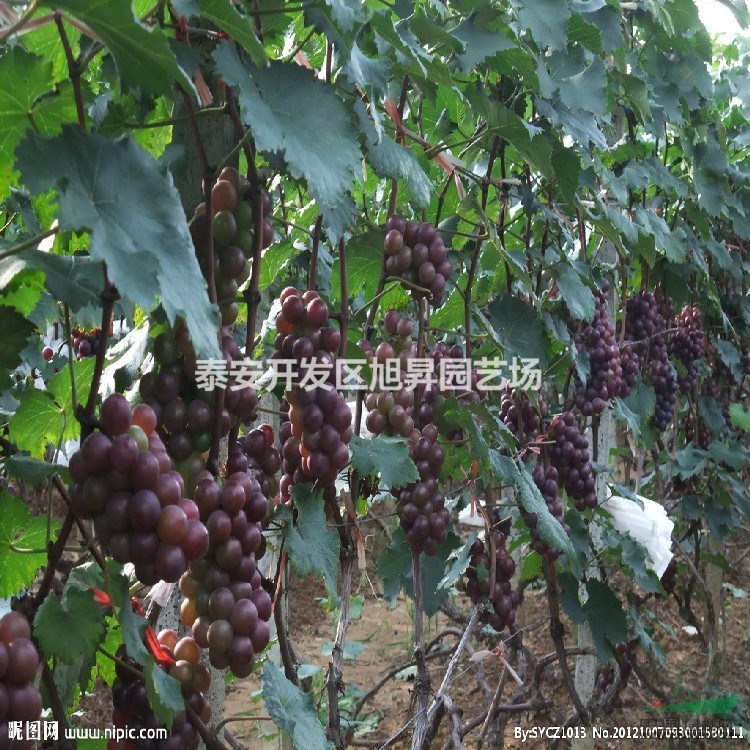 巨峰葡萄苗基地價(jià)格