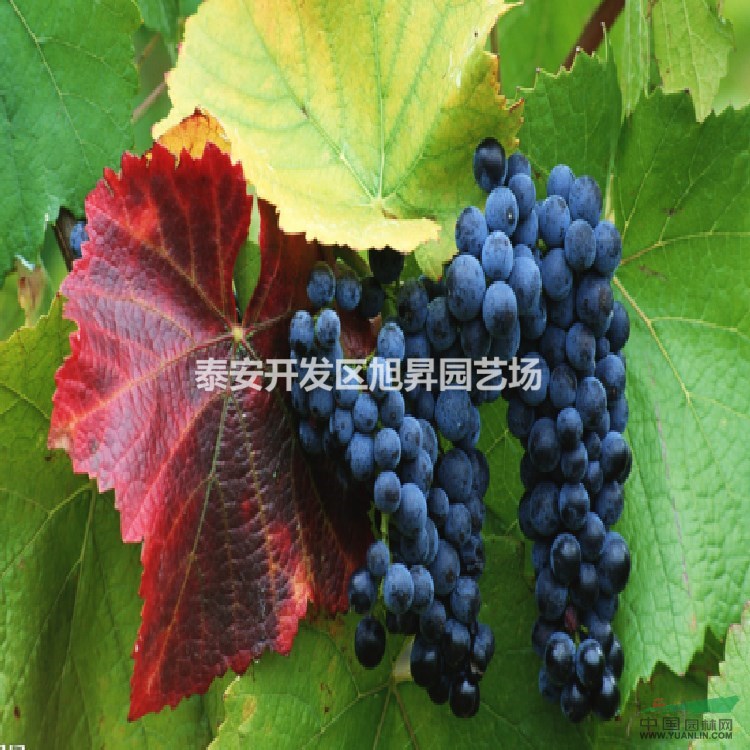 美國紅提葡萄苗基地價格