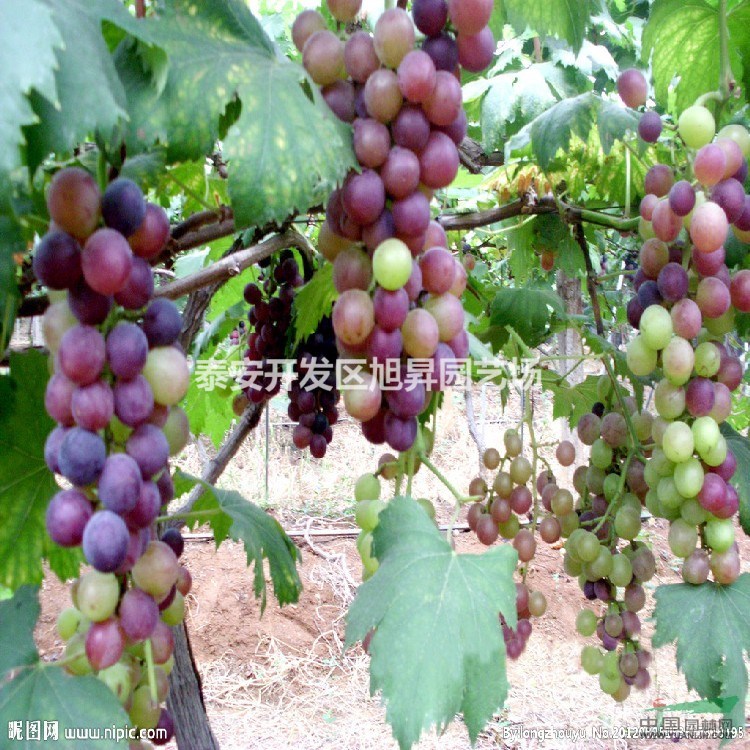 美國紅提葡萄苗基地價格