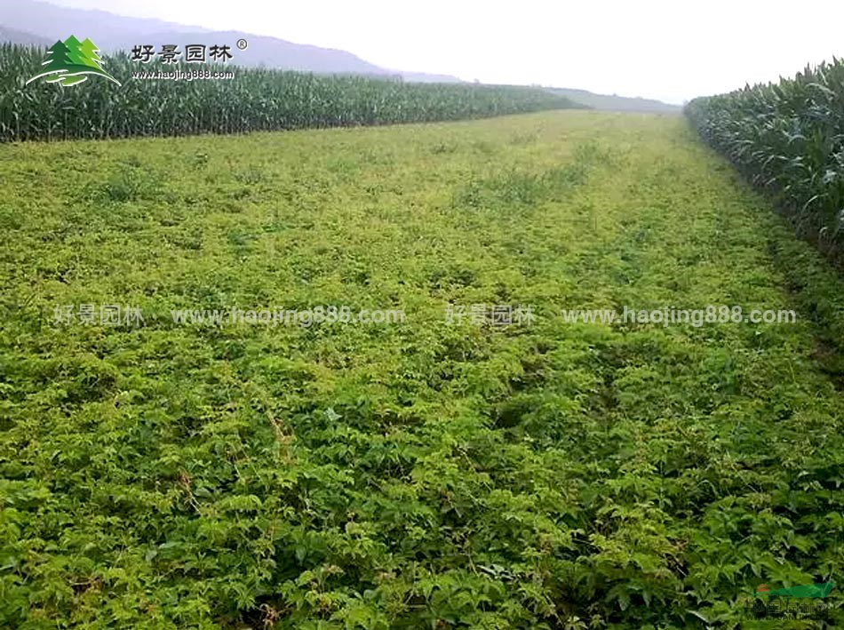 三葉地錦價(jià)格_三葉地錦產(chǎn)地_三葉地錦綠化苗木苗圃基地