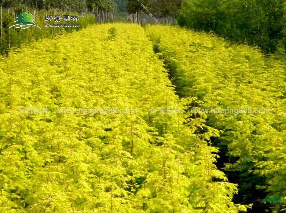 金葉水杉價(jià)格_金葉水杉產(chǎn)地_金葉水杉綠化苗木苗圃基地