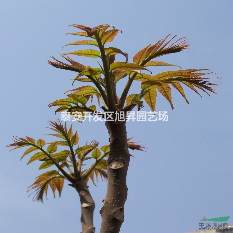 紅油香椿苗貨源地在哪