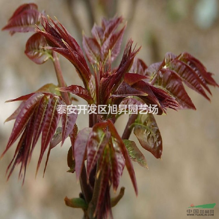 紅油香椿苗貨源地在哪