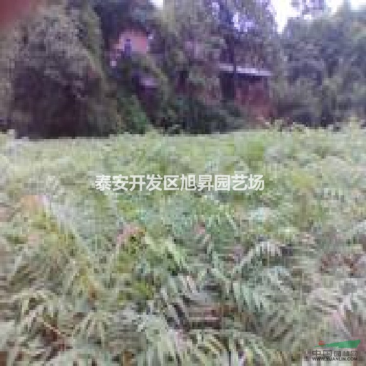 大棚香椿產(chǎn)地價(jià)格