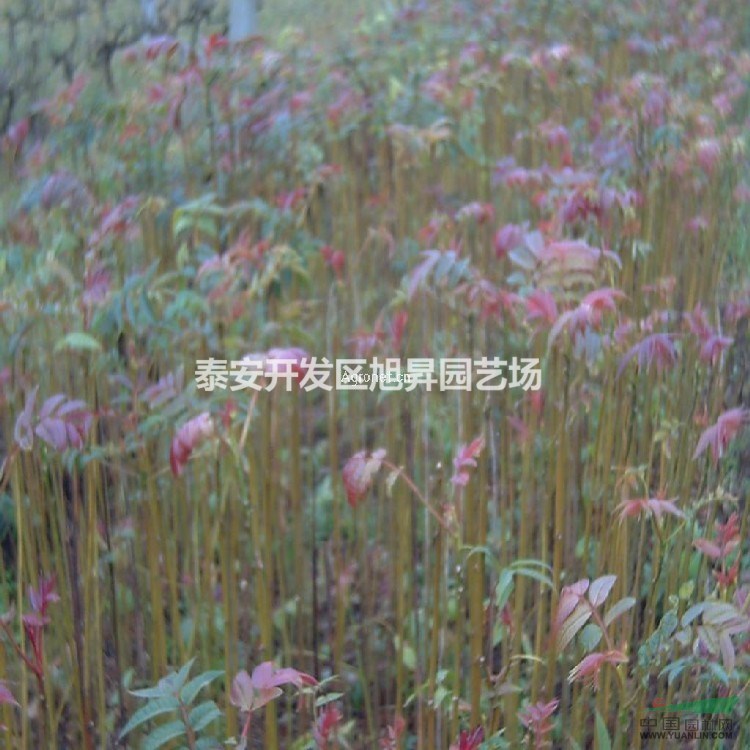 大棚香椿產(chǎn)地價(jià)格