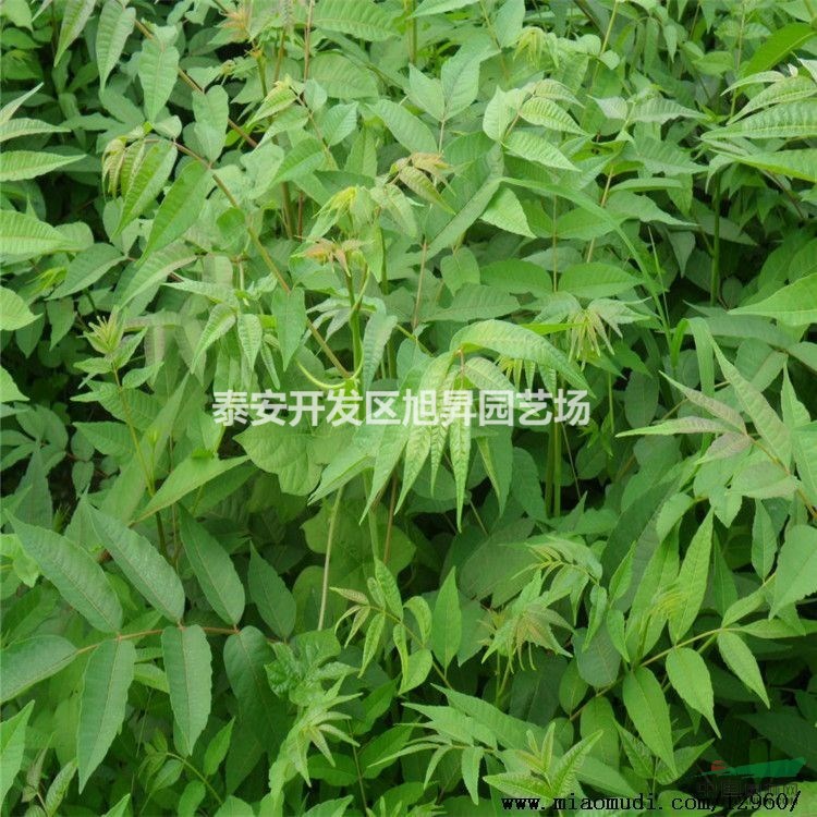 紅油3號(hào)香椿苗基地