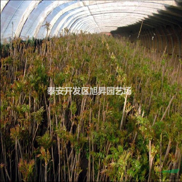 紅油3號(hào)香椿苗基地