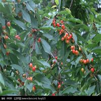 3公分紅燈櫻桃苗基地