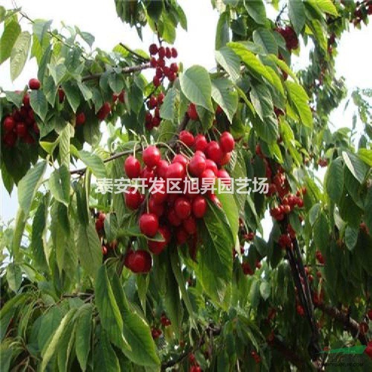 3公分紅燈櫻桃苗基地