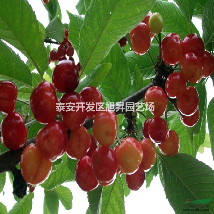 3公分紅燈櫻桃苗基地
