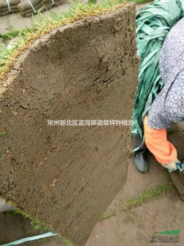 精品沙培百慕大大量供應