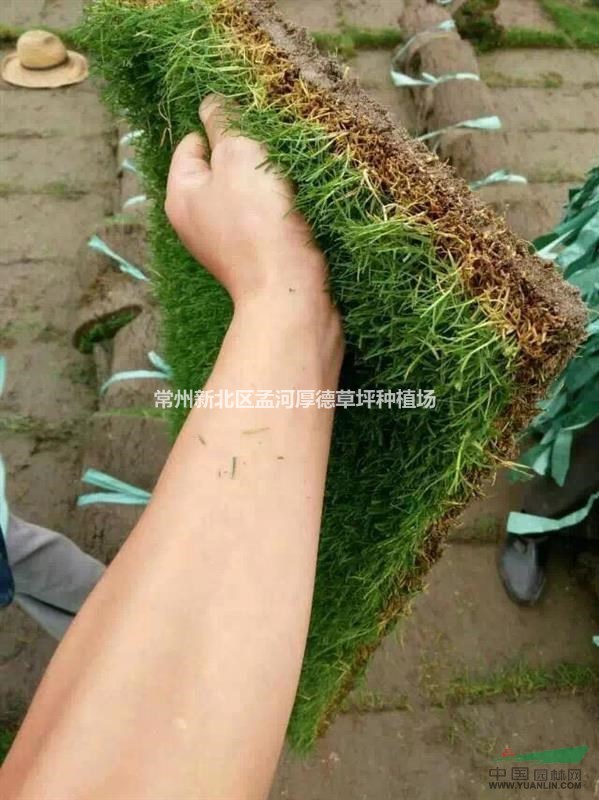 精品沙培百慕大大量供應