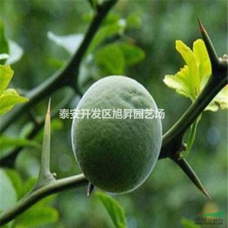 大枸橘苗基地
