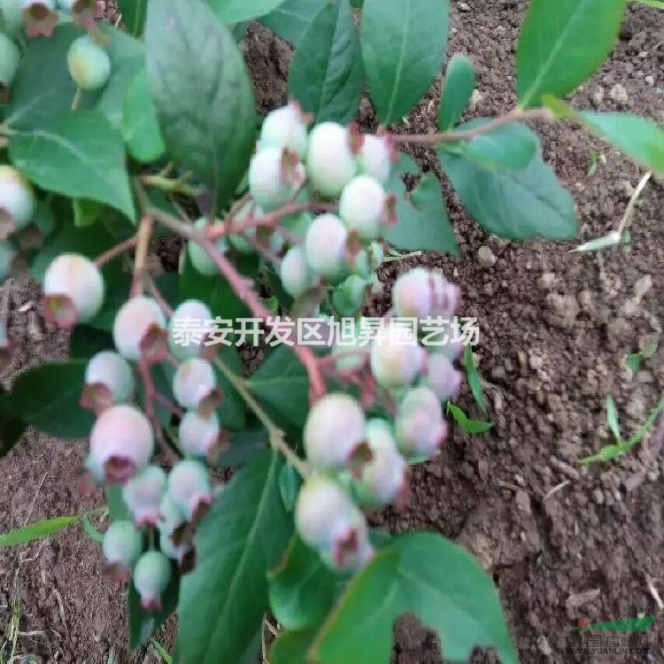 都克藍(lán)莓苗