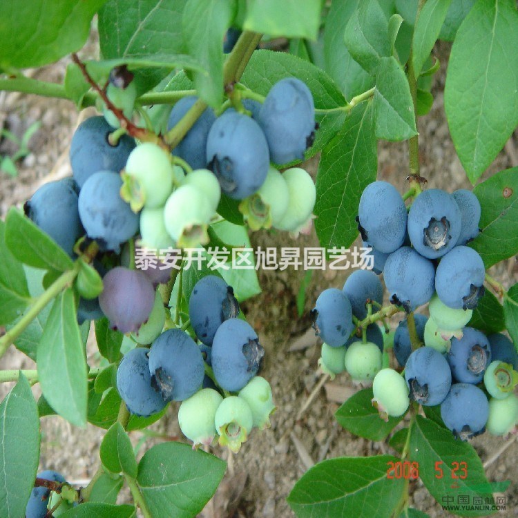 都克藍(lán)莓苗