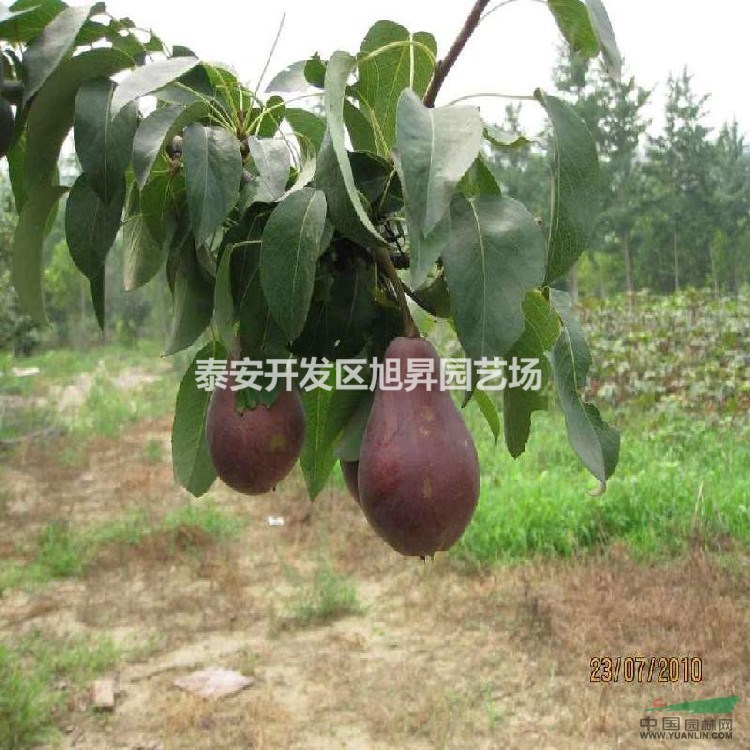 秋月梨樹苗